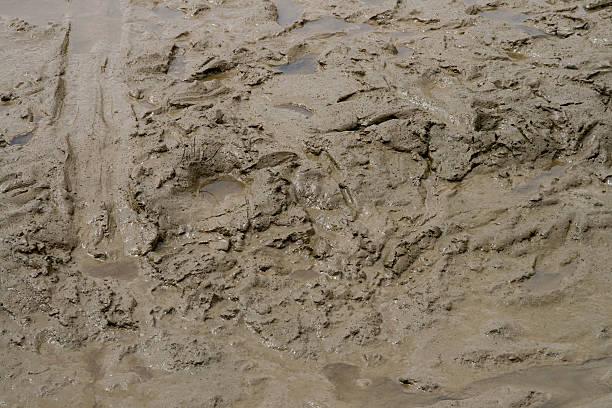 Squelchy mud Gluey, slippery, mud exposed by low tide in the Deben Estuary, Suffolk. mud stock pictures, royalty-free photos & images