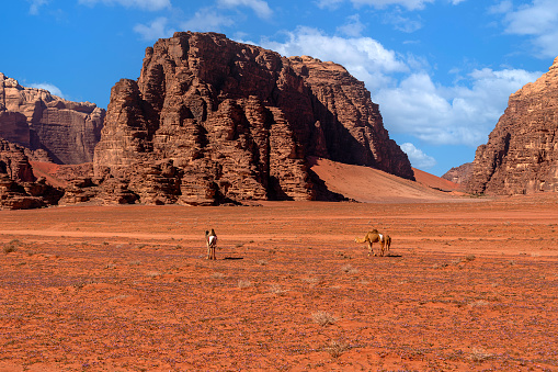 Camels Grazing in Wadi Rum