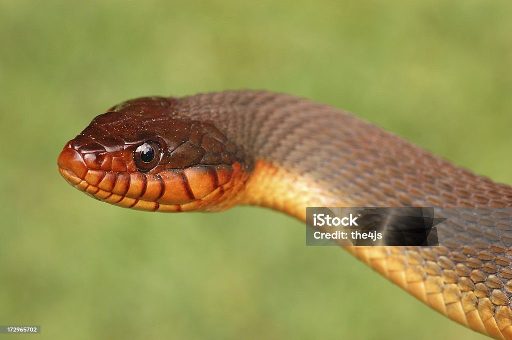 平均て赤いミズヘビのポートレート、赤 - なわばり意識のロイヤリティフリーストックフォト