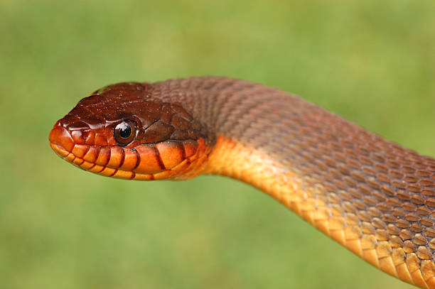 istock Mean Looking Red Bellied Water Snake Portrait 172965702