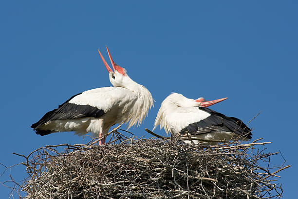 Storks loro Nido - foto stock