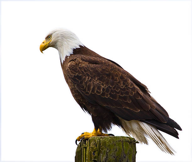 isolated eagle Regal bald eagle isolated on white. perching stock pictures, royalty-free photos & images