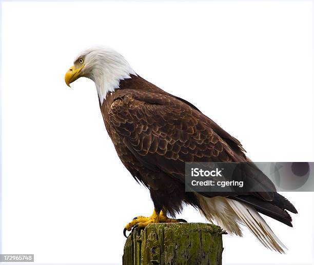 Foto de Isolado Eagle e mais fotos de stock de Águia - Águia, Fundo Branco, Pousar