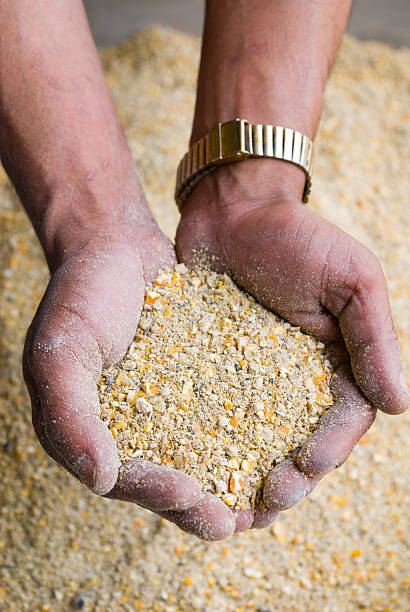 Two hands scooping up animal feed stock photo