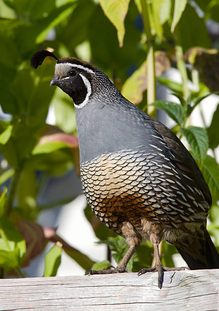 istock California Quail - Male 172965789