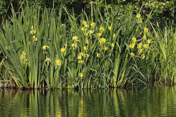 Yellow flag irises (Iris pseudacorus) are seasonal visitors to the edge of most ponds, lakes, bogs and fens in the UK. In mid-May they are in full bloom in the south of the UK, while Scotland still has a while to go before they can enjoy this sighting of spring.