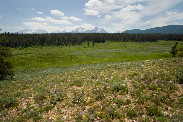 istock Sawtooth Range and Wildflowers, Idaho 172965998