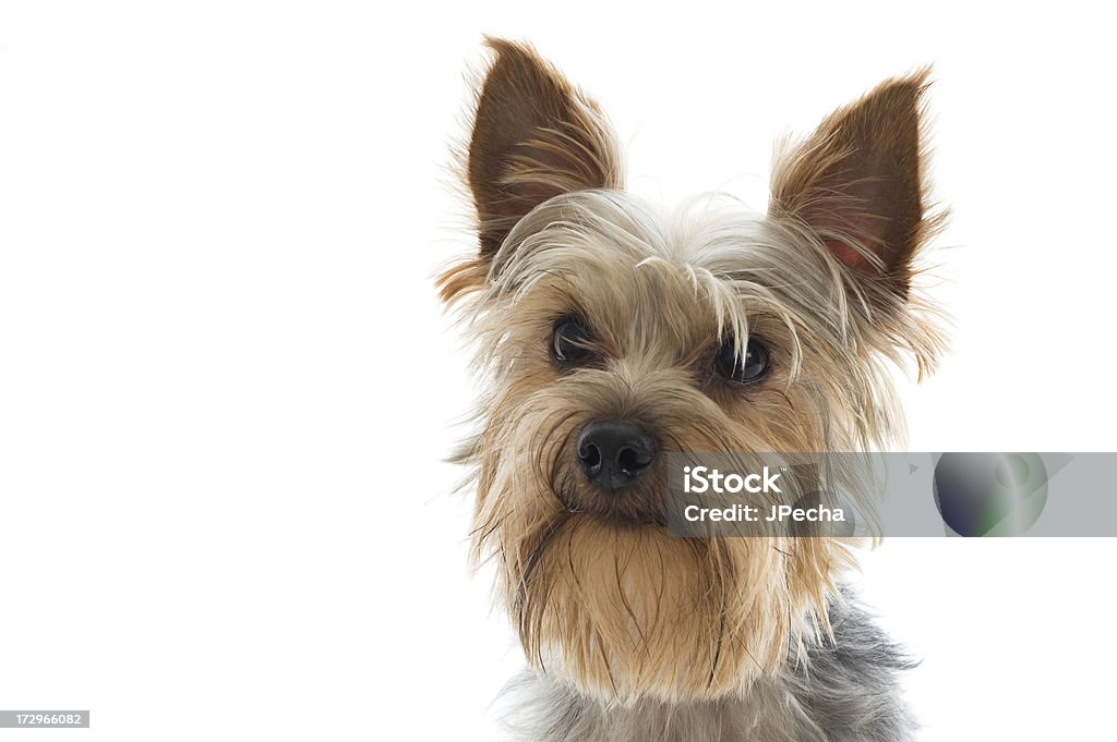 Avviso guardando Yorkshire Terrier Ritratto - Foto stock royalty-free di Allerta