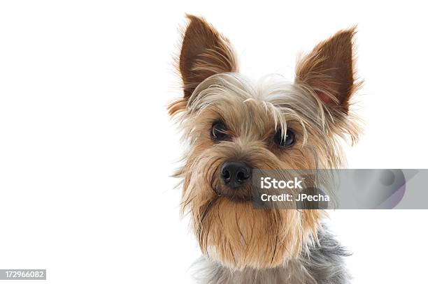 Avviso Guardando Yorkshire Terrier Ritratto - Fotografie stock e altre immagini di Allerta - Allerta, Animale, Animale da compagnia