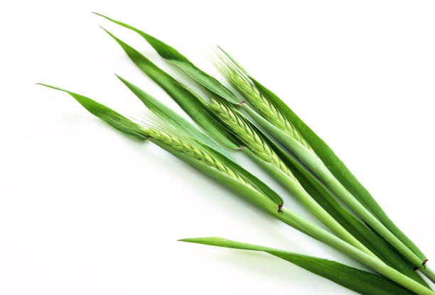 Green ears of barley on a white background