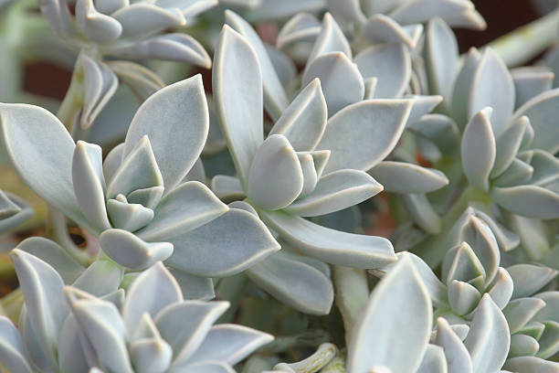 Soft Cactus stock photo