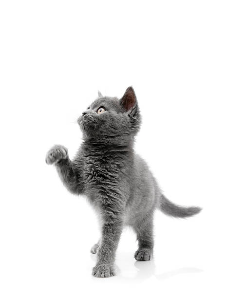 함께 재생입니다. - kitten color image cute feline 뉴스 사진 이미지