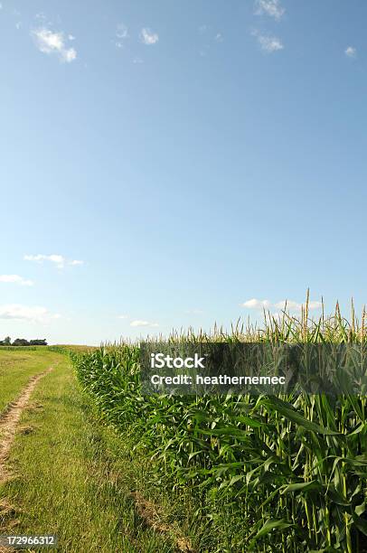 Campo De Maíz De Iowa Foto de stock y más banco de imágenes de Agricultura - Agricultura, Aire libre, Borla