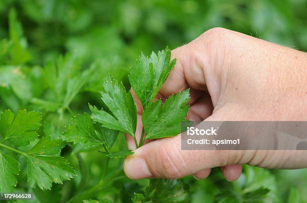 Foto de Plana De Salsinha e mais fotos de stock de Comida e bebida - Comida e bebida, Crescimento, Dedo humano