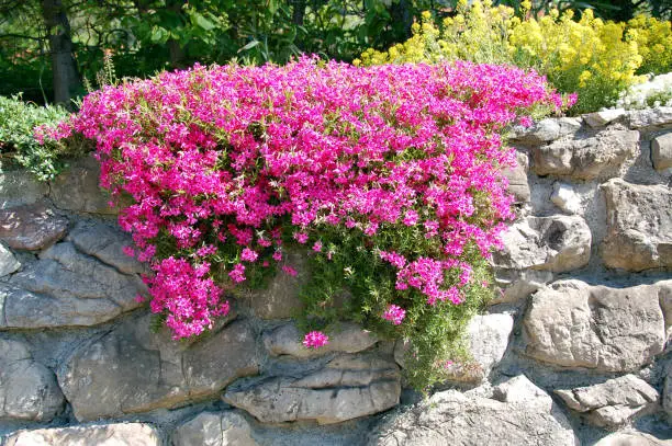 Wall made of natural stone with purple coloured saxifraga flowers.