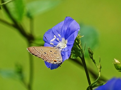 The butterfly-insect has perched on the blue flower and is sucking the nectar from the pollen of the flower. It facilitates, apart from procuring nectar for itself, pollination in the flower which results in fertilisation of the flower. The symbiotic relationship is the eternal phenomenon that has been created by nature!  The pollination in the flower is the act of creation by the butterfly insect.The butterfly pollinating the flower is marvelous.