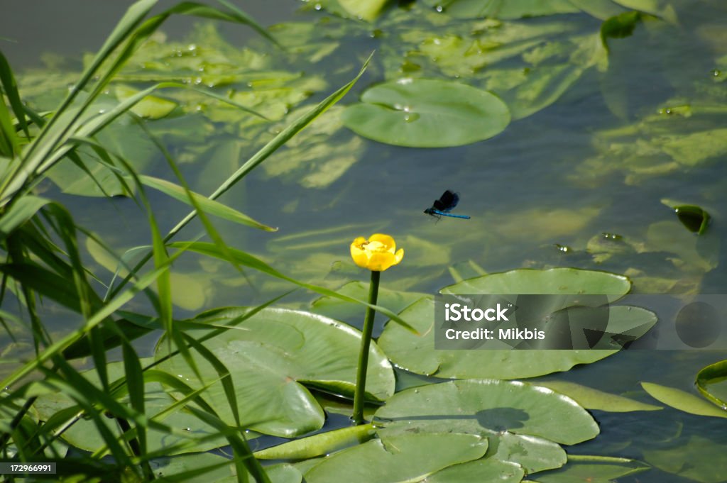 Lago - Royalty-free Amarelo Foto de stock