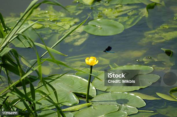 Lago - Fotografias de stock e mais imagens de Amarelo - Amarelo, Ao Ar Livre, Beleza natural
