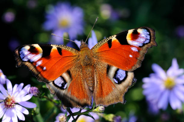 istock Peacock Butterfly on Flower 172967057