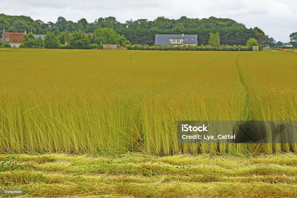 Harvest linho campo # 2 XL - Foto de stock de Linho - Colheita royalty-free