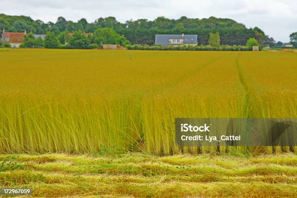 Foto de Harvest Linho Campo 2 Xl e mais fotos de stock de Linho - Colheita - Linho - Colheita, Campo, Linho - Material Têxtil