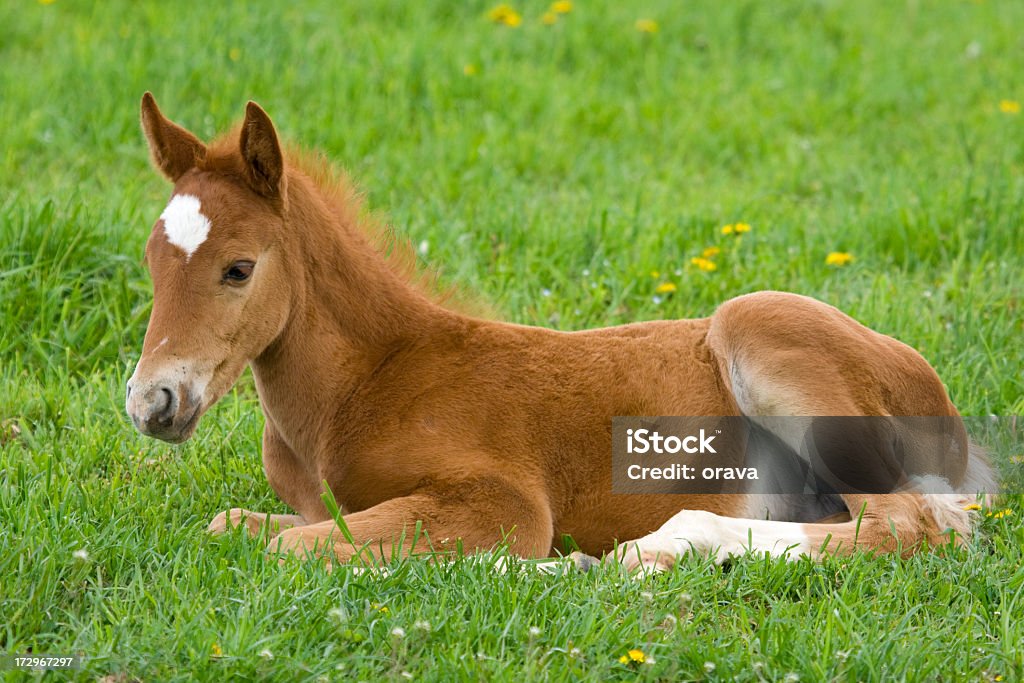A baby horse laying down in green grass Baby horse resting on Spring meadow Foal - Young Animal Stock Photo