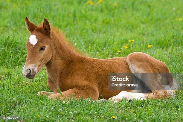 A Baby Horse Laying Down In Green Grass Stock Photo - Download Image Now - Foal - Young Animal, Horse, Animal