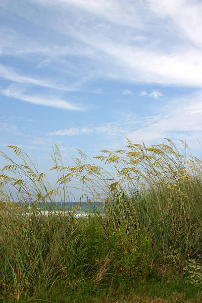 바다빛 오츠 플로리다 해변 - sea oat grass 뉴스 사진 이미지