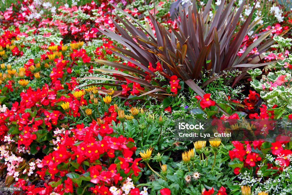 Jardín de flores # 42 XL - Foto de stock de Aire libre libre de derechos