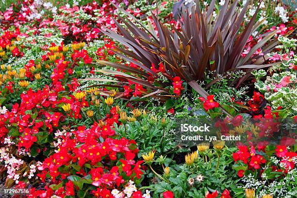 Jardín De Flores 42 Xl Foto de stock y más banco de imágenes de Aire libre - Aire libre, Amarillo - Color, Anual - Característica de planta