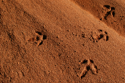Australian Emu foot prints in sandFor more Desert & Outback images please visit the lightbox below