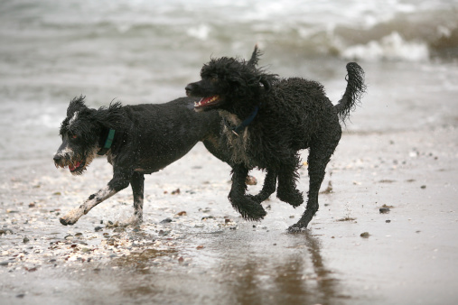 Water Spaniels running on the beach at Fort Funston in San FranciscoActive Dogs: