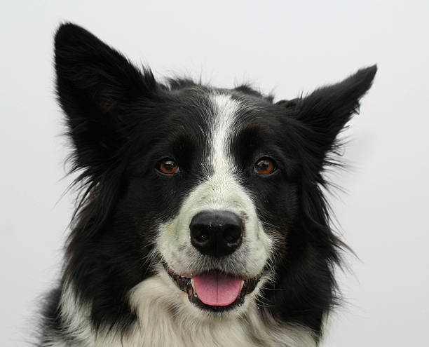 istock Portrait of a border collie 172967648