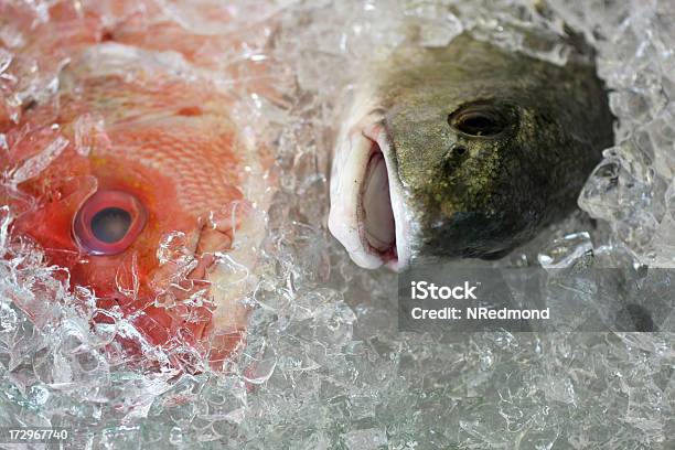 Свежая Рыба — стоковые фотографии и другие картинки Горизонтальный - Горизонтальный, Еда и напитки, Здоровое питание