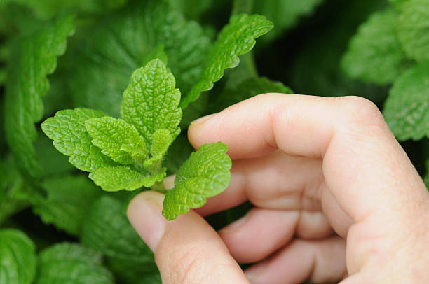 istock Hands holding a small sprig of fresh mint from a plant 172967743