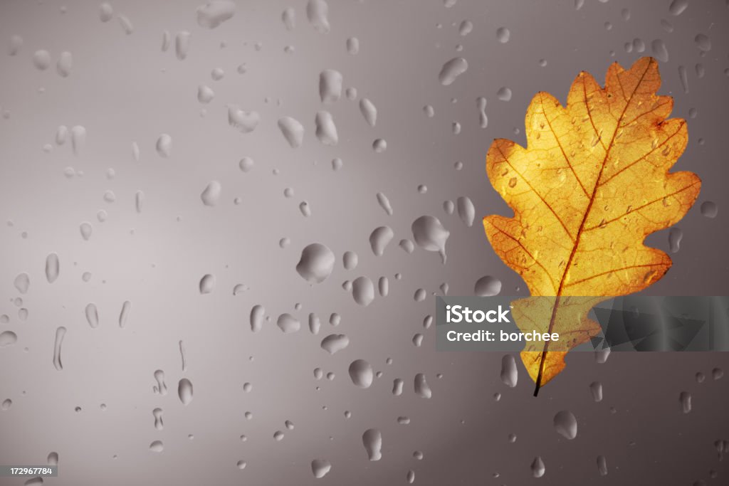 Folha de Carvalho e Raindrops - Foto de stock de Morphing royalty-free