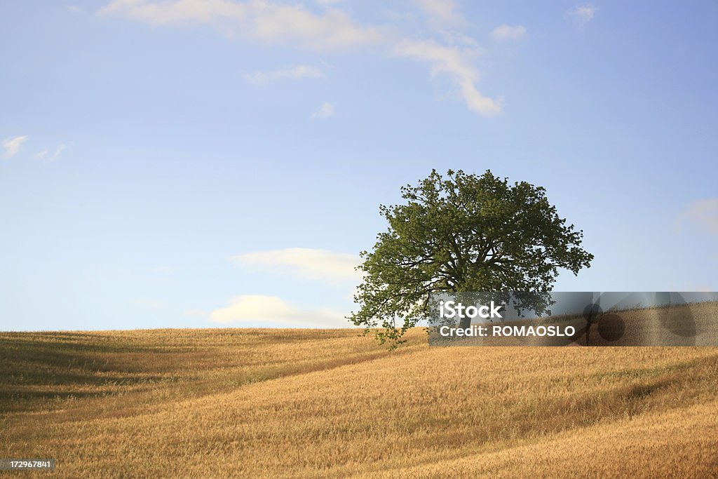 Овсяная поле и дерево в Тоскане - Стоковые фото Без людей роялти-фри