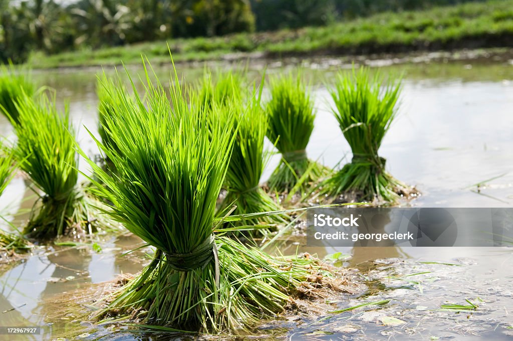 Arroz Seedlings - Foto de stock de Agricultura libre de derechos