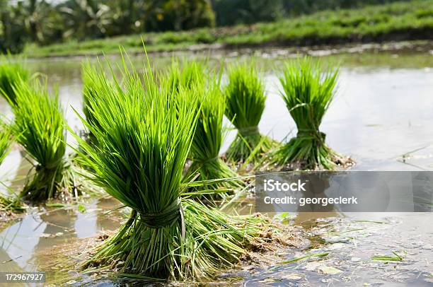 Arroz Seedlings Foto de stock y más banco de imágenes de Agricultura - Agricultura, Agua, Aire libre