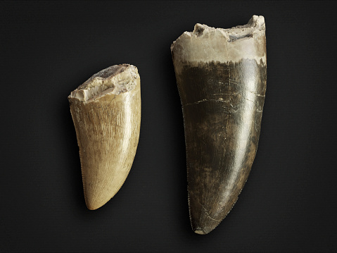 Albertosaurus teeth from the late cretaceous period, found in southern Alberta. The larger tooth is 2 inches long. Albertosaurus are similar to T-rex but smaller.