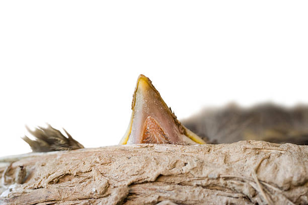 Baby robin's beak propped up against the side of the nest. Isolated on white at the top of the picture. Room for copy.
