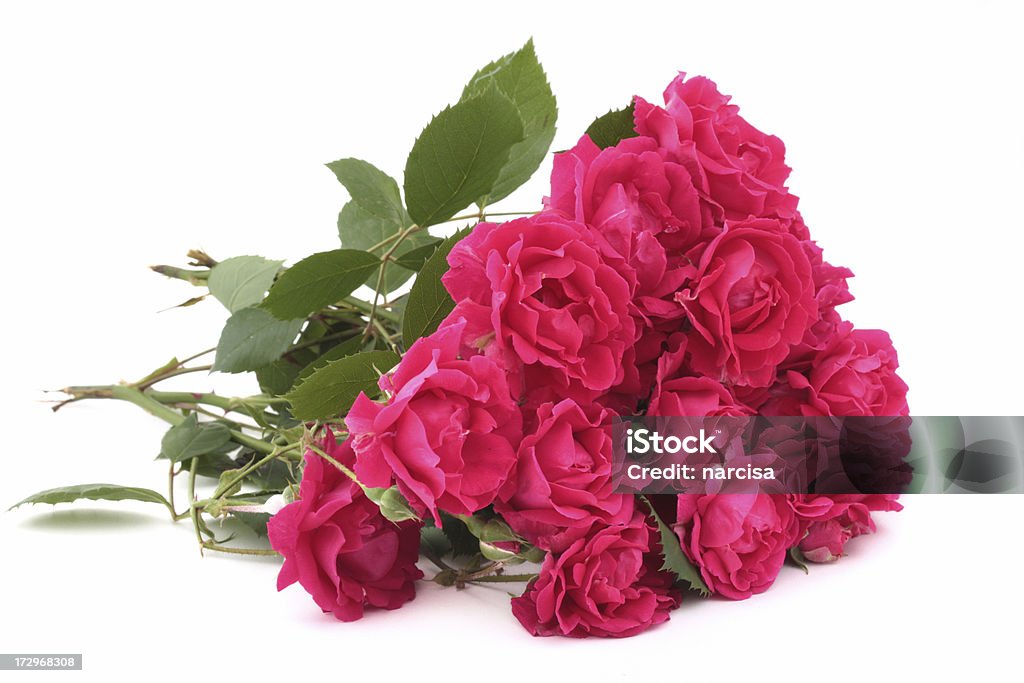 bunch of roses isolated on white Dozen Stock Photo