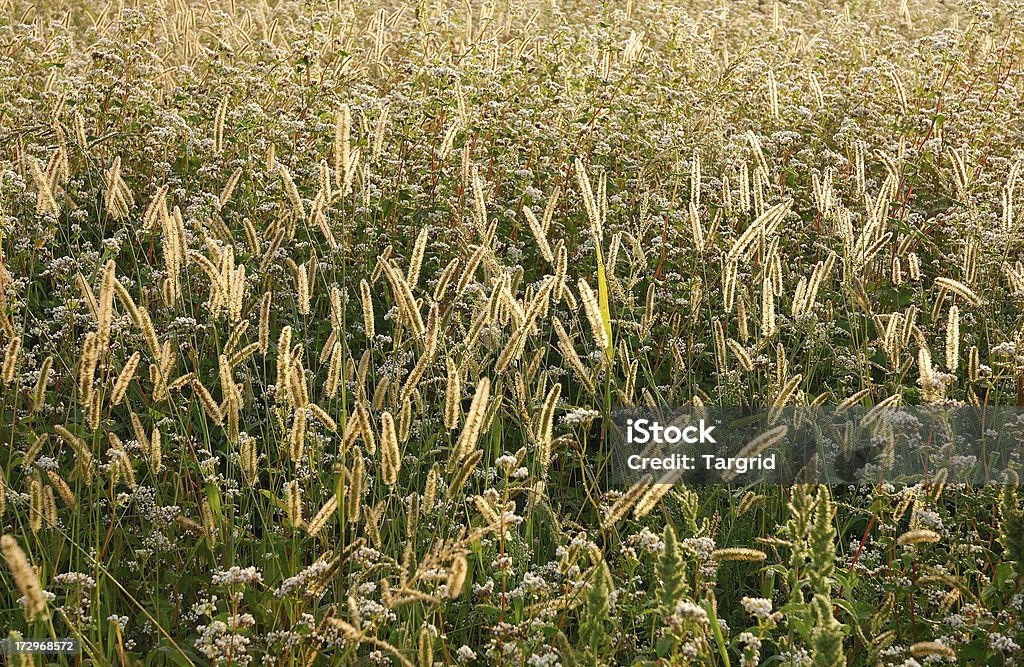 Golden Herbs in Summer Summer herbs background Agricultural Field Stock Photo