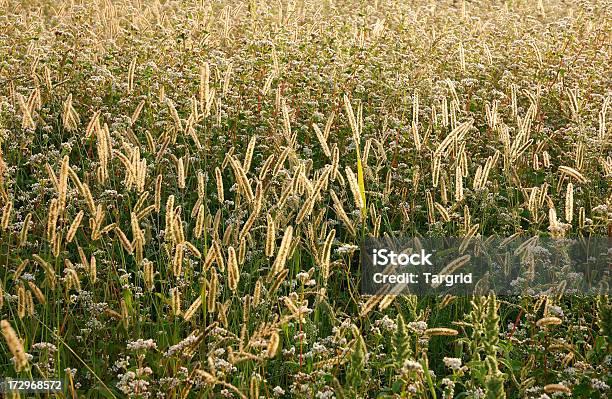 Golden Herbs In Summer Stock Photo - Download Image Now - Agricultural Field, Agriculture, Backgrounds