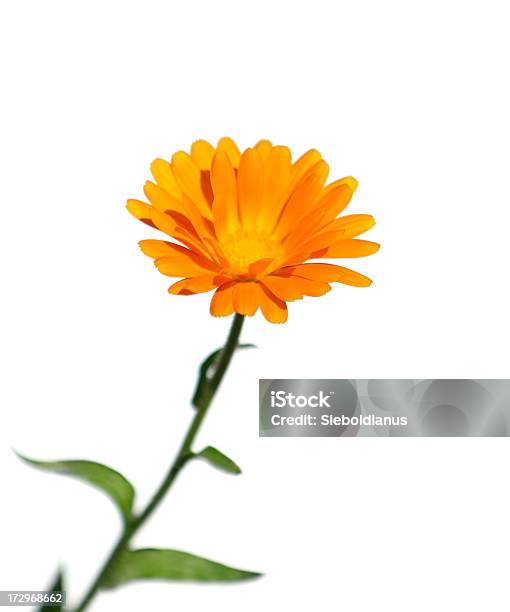 Caléndula Flor Aislado En Blanco Foto de stock y más banco de imágenes de Fondo blanco