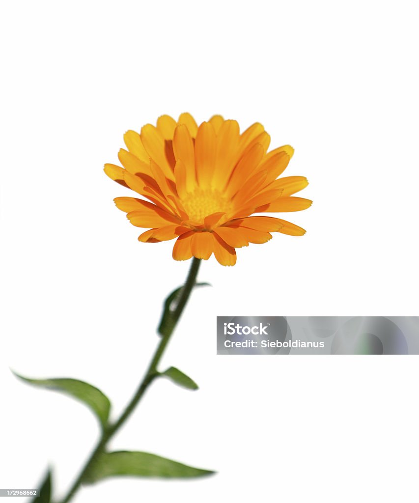 Pot Marigold flower (Calendula officinalis) isolated on white. Summer flower isolated on white. White Background Stock Photo