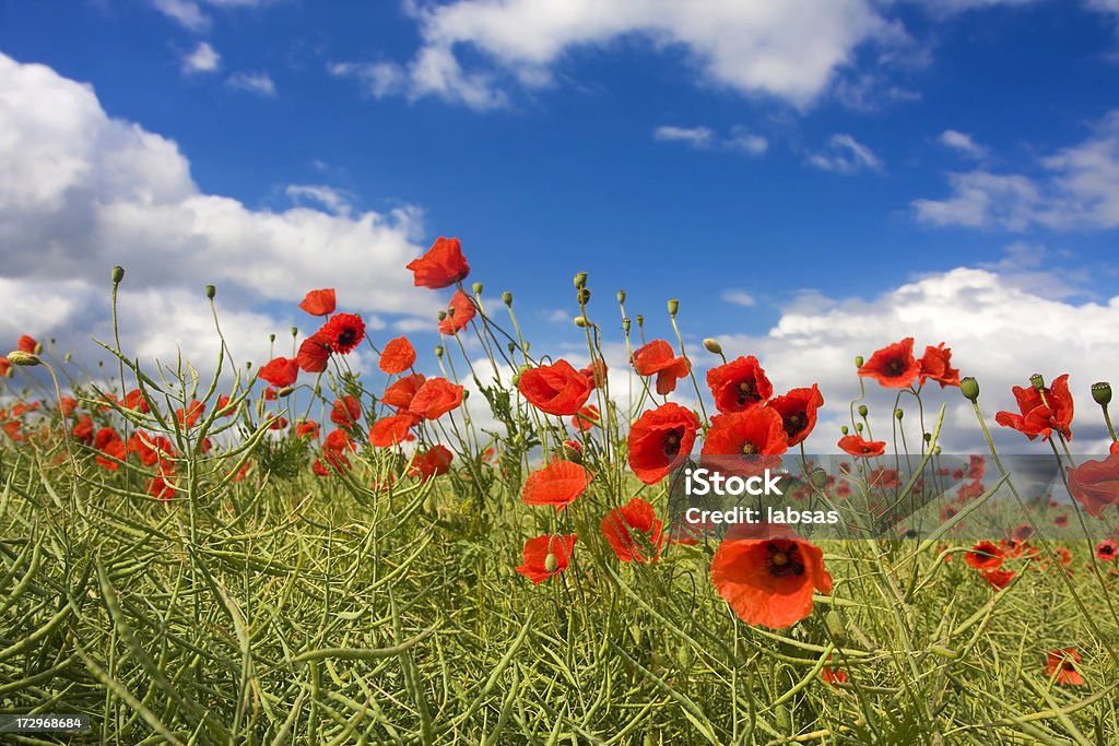 Campo de papoilas vermelhas com polarized céu azul. - Foto de stock de Azul royalty-free