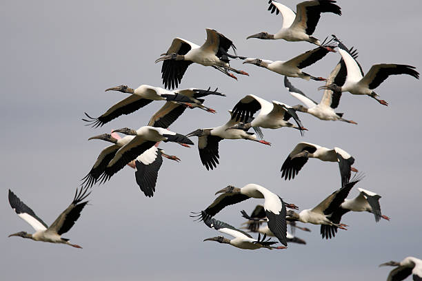istock Flock of Wood Storks 172968861