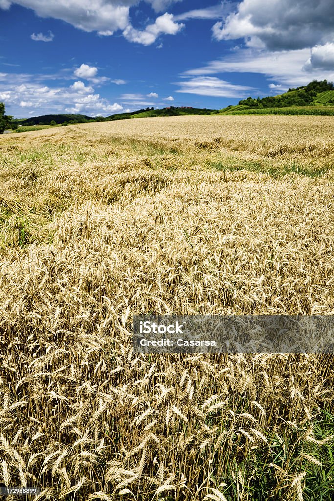 Champ de blé - Photo de Agriculture libre de droits