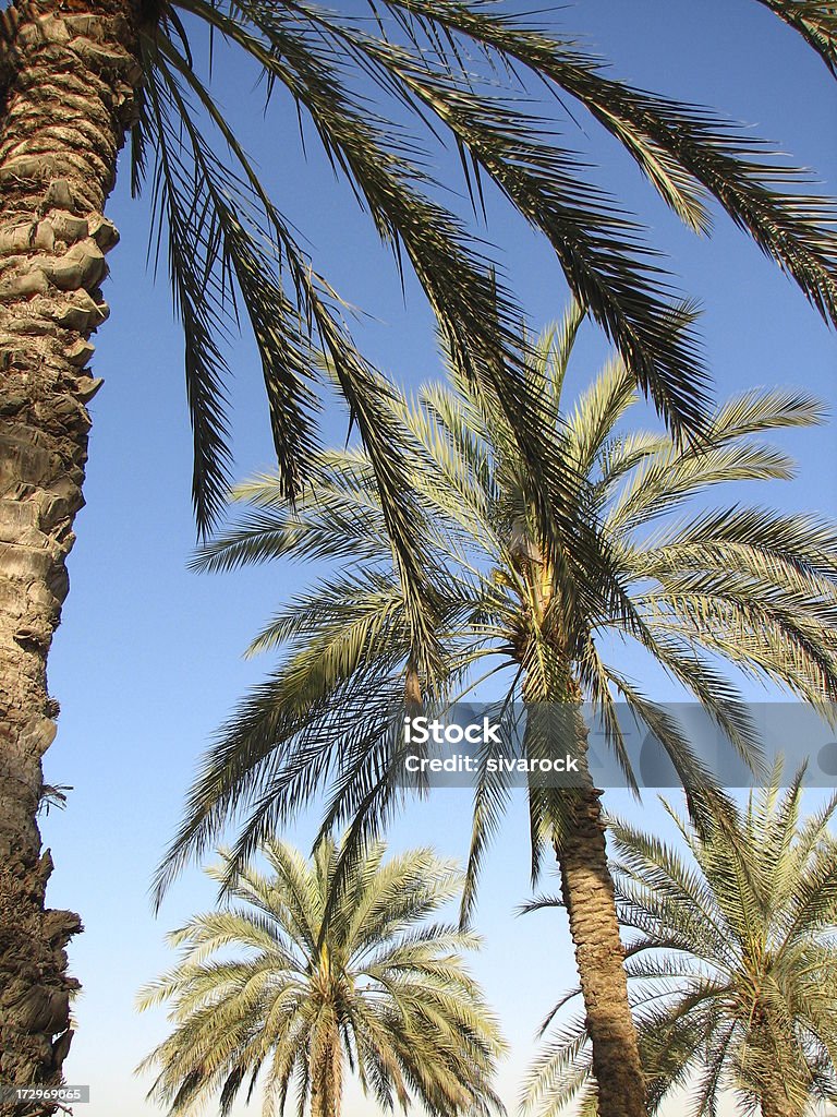 Data de palmeiras - Foto de stock de Arabesco - Estilo royalty-free